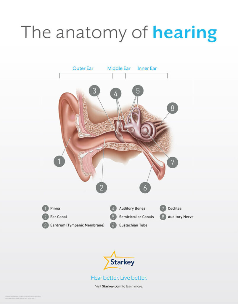 The Anatomy of Hearing